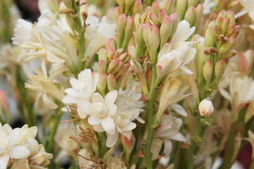 Polianthes tuberosa the pearl white flowers