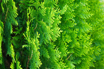 thuja occidentalis eastern white cedar green plant