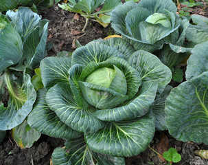 Cabbage grows in the open ground