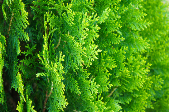 Thuja Occidentalis Eastern White Cedar Green Plant