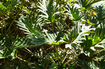 philodendron xanadu green tropical plant 