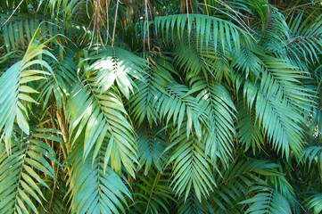Chamaedorea elegans or parlour palm green leaves