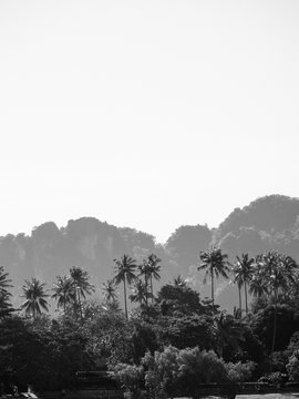 palmtrees sky