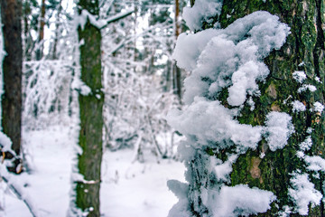 Winter landscape and nature