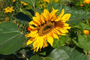 Sunflower one flower head with green