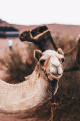 A Desert Camel from Wadi Rum, Jordan 