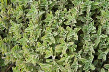 Plectranthus neochilus succulent herb green plant