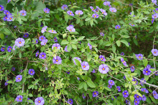 Solanum rantonnetii or blue potato bush 