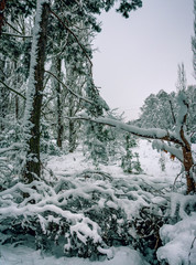 Winter landscape and nature