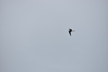 Pájaro volando 