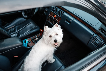 Portrait of One West Highland White Terrier in the Car
