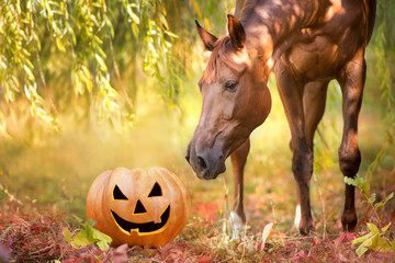 Beautiful red horse and halloween pumpkin close up portrait