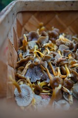 chantarelles lying in a wooven, wooden, basket