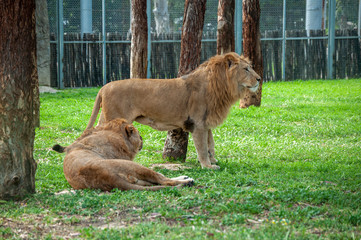 lion and lioness