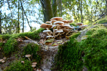 Low angle view of White mushrooms on a fallen tree covered with green moss in the magical forest of the national park. Beautiful closeup of a group of mushrooms growing on tree trunk © Nenad