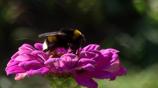 Mit der pinken Zinnie schaukelt die Hummel im Wind (Makro)