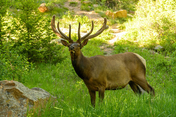 Spring Bull Elk - Close encounter with a bull elk in a forest on a hiking trail. Rocky Mountain National Park, Colorado, USA.