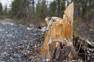 Old stump of a fallen tree covered with snow