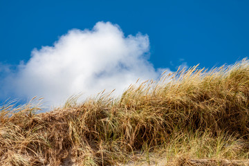 Fototapeta na wymiar Sand dunes in the Holland desert - Europe