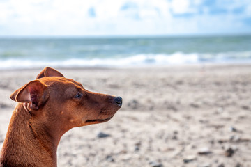 Miniature pinscher observing what is going on at the beach