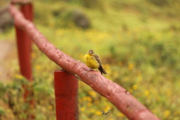 bird in hand