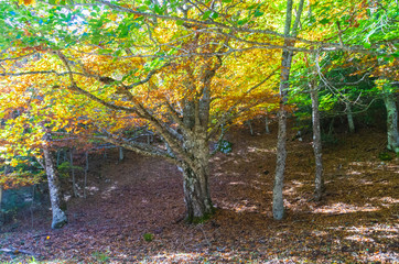 Beech tree beginning to yellow at the beginning of autumn in the Hayedo de Montejo