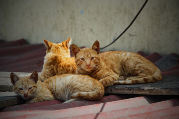 cats on the roof