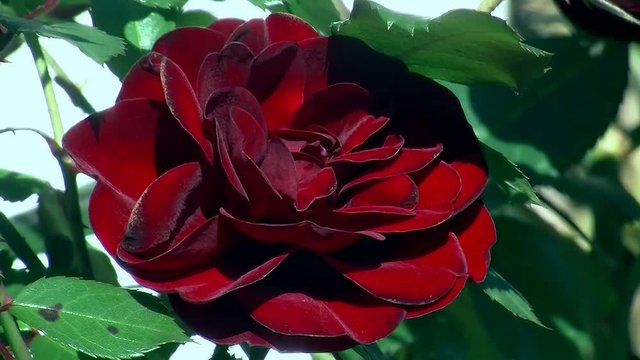 Die rote samtene Rosenbl&uuml;te bewegt sich im Wind (Gro&szlig;aufnahme)