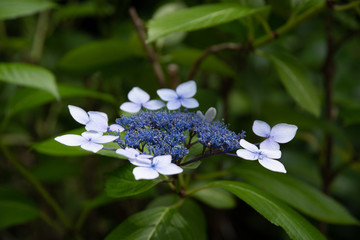 紫陽花 ズーム