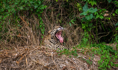 Jaguar lies on the ground among the jungle And yawns. Close-up. South America. Brazil. Pantanal National Park.