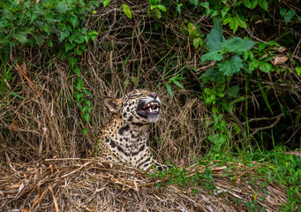 Jaguar lies on the ground among the jungle And yawns. Close-up. South America. Brazil. Pantanal National Park.