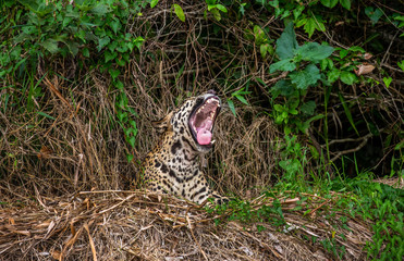 Jaguar lies on the ground among the jungle And yawns. Close-up. South America. Brazil. Pantanal National Park.