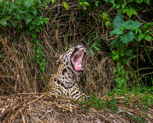 Jaguar lies on the ground among the jungle And yawns. Close-up. South America. Brazil. Pantanal National Park.