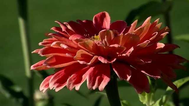 Eine orange Zinnie (Gro&szlig;aufnahme) bewegt sich im Wind