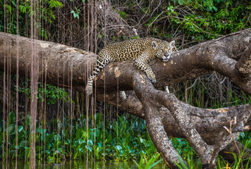 Jaguar lies on a picturesque tree above the water in the middle of the jungle. South America. Brazil. Pantanal National Park.