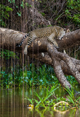 Jaguar lies on a picturesque tree above the water in the middle of the jungle. South America. Brazil. Pantanal National Park.