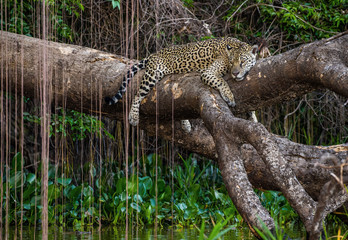 Jaguar lies on a picturesque tree above the water in the middle of the jungle. South America. Brazil. Pantanal National Park.