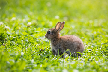 Funny little rabbit laying in the grass