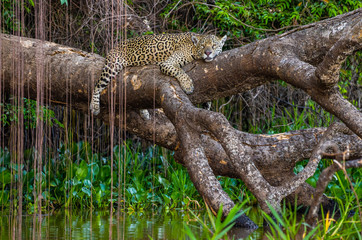 Jaguar lies on a picturesque tree above the water in the middle of the jungle. South America. Brazil. Pantanal National Park.
