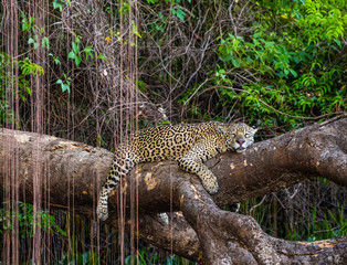 Jaguar lies on a picturesque tree in the middle of the jungle. South America. Brazil. Pantanal National Park.