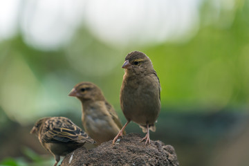 Sparrows sitting on a stone