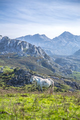 A white horse in the lakes of Covadonga and the mountains in the background, Asturias