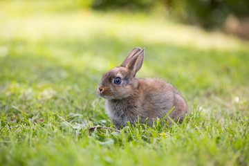 Funny little rabbit laying in the grass