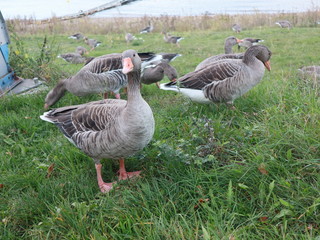 Graugänse an der Elbe in Dresden