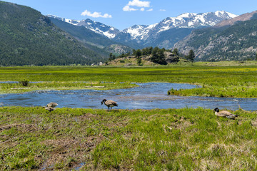 Fototapeta na wymiar Geese at Moraine Park - A young goose family resting and feeding in a marshy wetland along side of Big Thompson River in Moraine Park of Rocky Mountain National Park, Colorado, USA.