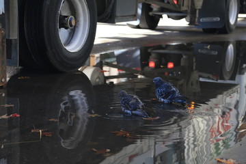 Fototapeta premium Chicago