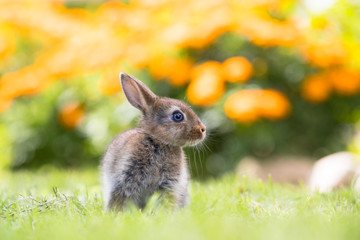 Funny little rabbit laying in the grass