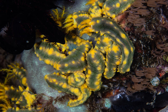 Small, yellow sea cucumbers, Colochirus robustus, cling to a coral reef in Komodo National Park, Indonesia. This species is found along reefs where there are strong currents.