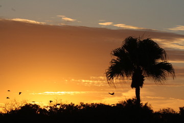 A yellow and orange sunrise with the silhouette of a palm tree and some birds flying.