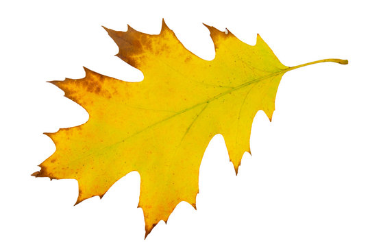 Yellow and green real oak tree autumn fall leaf isolated on white background.